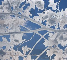 Image of leaves printed with simulated etch ink